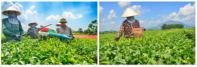 Hải Hà là vùng sản xuất chè tập trung lớn nhất của Quảng Ninh, tạo sinh kế ổn định cho 2.000 hộ dân, trên 5.000 lao động.