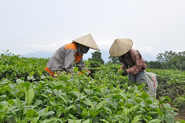 Người dân xã Quảng Long, huyện Hải Hà thu hoạch chè.