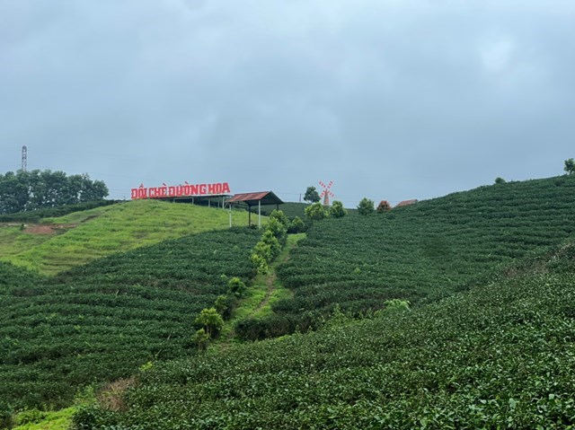 Vùng chè Đường Hoa, thuộc huyện Hải Hà, tỉnh Quảng Ninh.