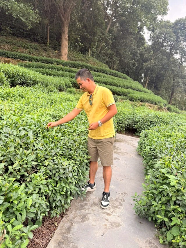 V&ugrave;ng nguy&ecirc;n liệu tr&agrave; T&acirc;y Hồ Long Tỉnh.