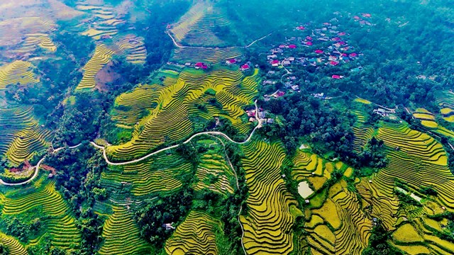 Những thửa ruộng bậc thang uốn lượn mềm mại như những dải lụa vàng quấn quanh triền núi.