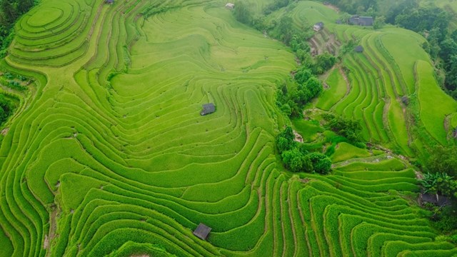 Hoàng Su Phì – vùng đất nằm ở phía tây tỉnh Hà Giang, được bao bọc bởi những dãy núi cao và sông ngòi uốn lượn. Từ lâu đã trở thành điểm đến lý tưởng cho những người đam mê khám phá, trải nghiệm.