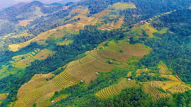 Sắc v&#224;ng thi&#234;n đường ruộng bậc thang giữa l&#242;ng T&#226;y Bắc - Ảnh 2