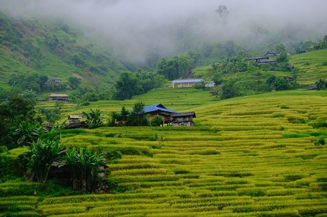 Vào tháng 9, những thửa ruộng bậc thang, lúa bắt đầu ngả vàng, tạo nên một bức tranh thiên nhiên rực rỡ.