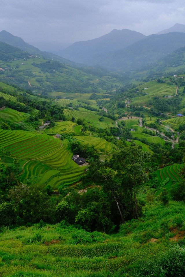 Sắc v&#224;ng thi&#234;n đường ruộng bậc thang giữa l&#242;ng T&#226;y Bắc - Ảnh 8