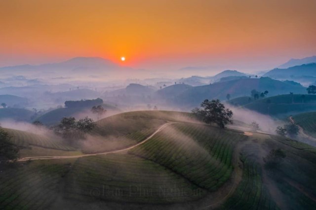 Long Cốc - Đồi ch&egrave; thơ mộng v&ugrave;ng trung du.