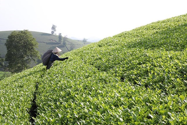 Ph&#250; Thọ: Đ&#225;nh thức v&#249;ng ch&#232; Long Cốc gi&#250;p người d&#226;n tho&#225;t ngh&#232;o - Ảnh 1