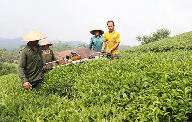 Dùng máy cắt chè tại đồi của hộ gia đình ông Phùng Văn Dĩnh, xóm Bông 1, xã Long Cốc, huyện Tân Sơn.