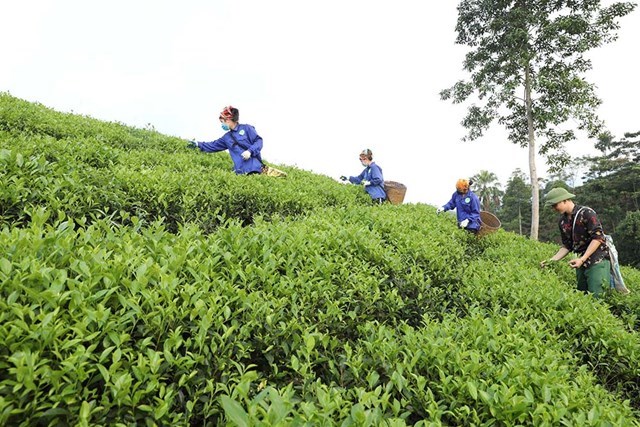 Huyện Tân Sơn xác định chè là cây mũi nhọn, phấn đấu mở rộng diện tích chè, nâng cao thu nhập cho người dân.