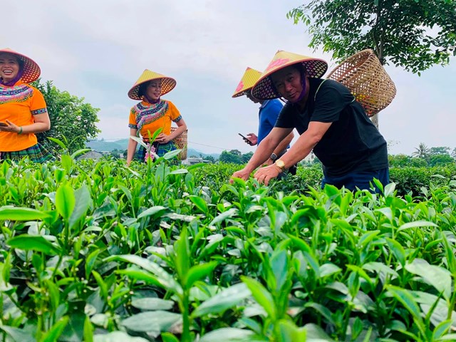 Du khách được trải nghiệm hái chè, sao chè và thưởng thức những ly trà tại vùng chè Tân Cương.