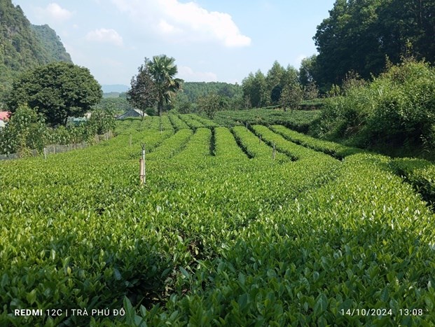 Vùng trà nguyên liệu Phú Đô, huyện Phú Lương, Thái Nguyên.