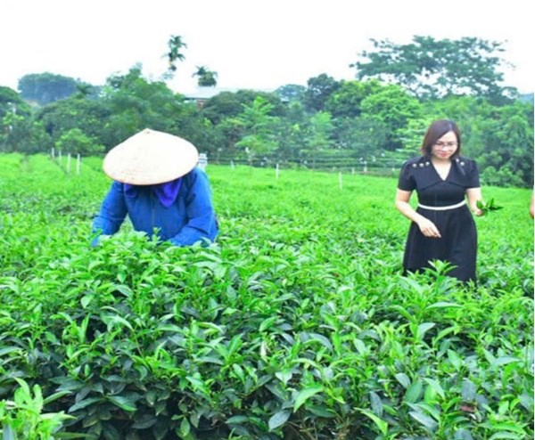 Chị Nguyễn Thị Như Quỳnh, (bên phải) Phó Chủ tịch UBND xã Phú Đô, cho biết: Thời gian qua, ngoài tăng diện tích trồng chè mới, địa phương đã quan tâm phát triển thương hiệu, khuyến khích người dân tập trung chăm sóc phát triển cây chè đạt năng xuất, chất lượng cao.