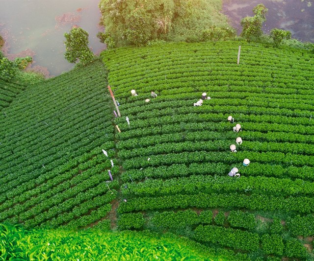 Th&#225;i Nguy&#234;n: N&#226;ng tầm thương hiệu ch&#232; Đại Từ - Ảnh 1