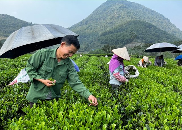  Huyện có nhiều vùng chè nổi tiếng đã được hình thành từ lâu như: Hoàng Nông, La Bằng, Phú Xuyên…