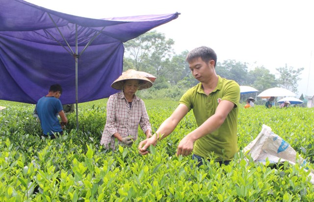 Vùng nguyên liệu chè trên huyện Đại Từ.