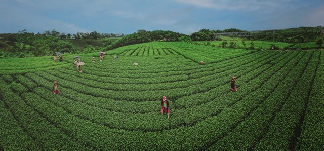Tr&#224; Việt T&#250;: Mang theo h&#236;nh ảnh quốc gia, qua một ch&#233;n tr&#224; kết bạn với thế giới - Ảnh 3