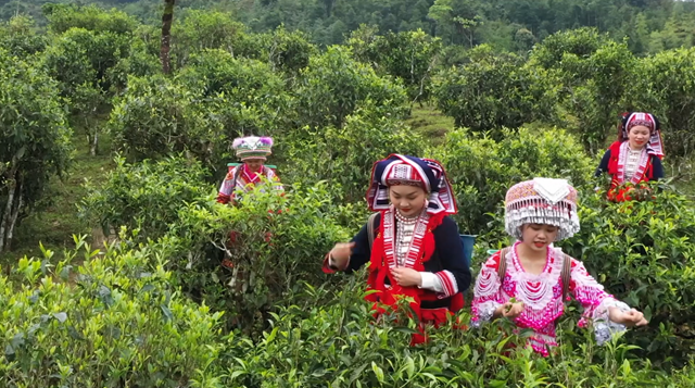 Vùng nguyên liệu chè shan tuyết của HTX Chế biến chè Phìn Hồ, xã Thông Nguyên, huyện Hoàng Su Phì.