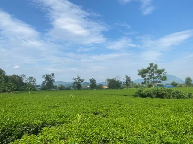 Toàn tỉnh Phú Thọ hiện có khoảng 14,5 nghìn ha chè, giảm hơn 2.239 ha so với năm 2020.