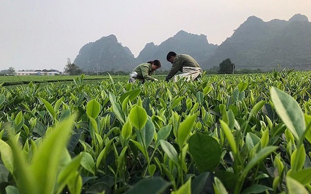 Tập trung phát triển, tạo chỗ đứng vững cho thương hiệu chè Sông Bôi.