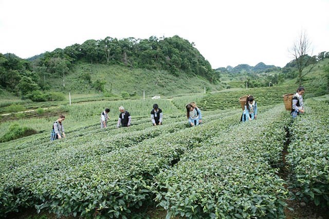 Vùng nguyên liệu chè Pà Cò.