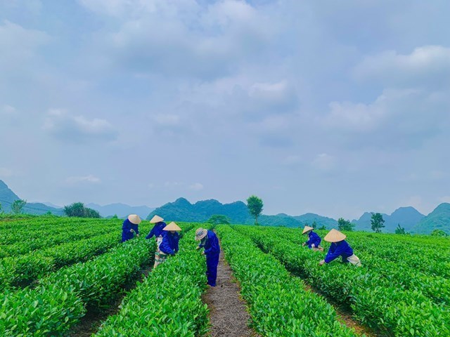 Vùng chè búp xanh Yên Thủy - Hoà Bình.