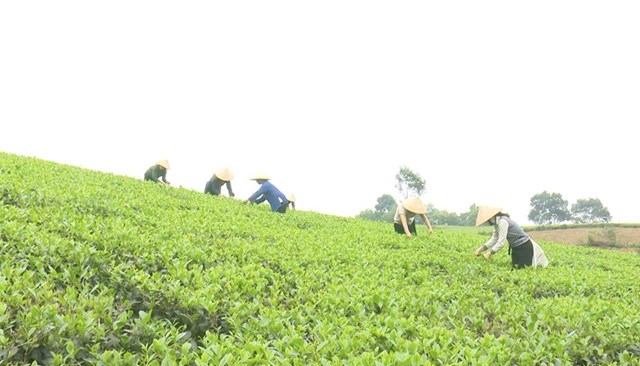 Tổ liên kết sản xuất chè búp tươi xã Võ Miếu đem lại hiệu quả kinh tế tích cực cho hội viên.