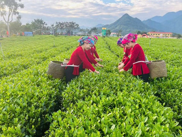 Đồi ch&egrave; Cầu Đ&aacute;, x&atilde; La Bằng, tỉnh Th&aacute;i Nguy&ecirc;n, nơi diễn ra cuộc thi &ldquo;B&agrave;n tay v&agrave;ng chế biến ch&egrave;&rdquo; trong khu&ocirc;n khổ Lễ hội &ldquo;Hương sắc danh tr&agrave; Th&aacute;i Nguy&ecirc;n 2025&rdquo;.