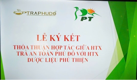 Lễ ký kết thỏa thuận hợp tác giữa HTX trà an toàn Phú Đô và HTX dược liệu Phú Thiện.