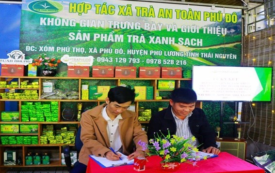 Ông Hoàng Văn Tuấn - Chủ tịch HĐQT, Giám đốc HTX trà an toàn Phú Đô và ông Hoàng Văn Bình, tổ trưởng tổ hợp tác trồng, chăm sóc, chế biến chè an toàn xóm Na Sàng, nay thuộc xóm Phú Thọ, xã Phú Đô, huyện Phú Lương (Thái Nguyên) ký kết hợp đồng liên kết trong sản xuất chè tại trụ sở HTX trà an toàn Phú Đô, ngày 21/12/2024.