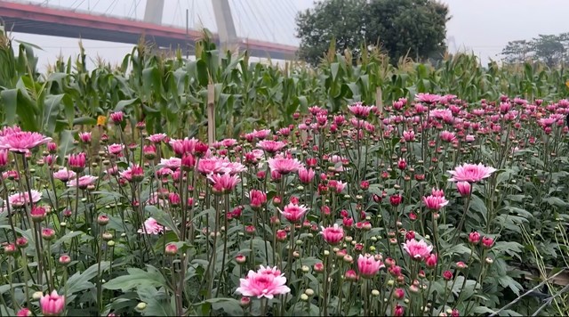 Làng hoa Nhật Tân trước thềm Tết Bính Ngọ: Sắc xuân nở giữa nhiều nỗi lo - Ảnh 2