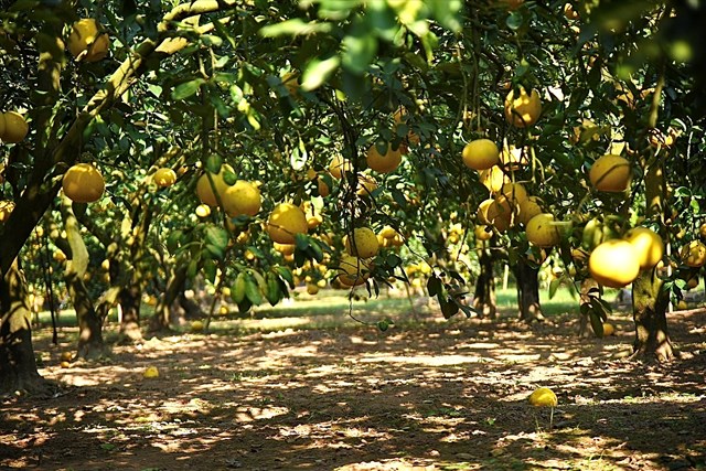 Những ng&agrave;y gi&aacute;p Tết B&iacute;nh Ngọ 2026, thủ phủ bưởi tại phường Ph&uacute;c Diễn như bừng s&aacute;ng trong sắc v&agrave;ng ho&agrave;ng kim, b&aacute;o hiệu một m&ugrave;a thu hoạch rộn r&agrave;ng nhất trong năm.