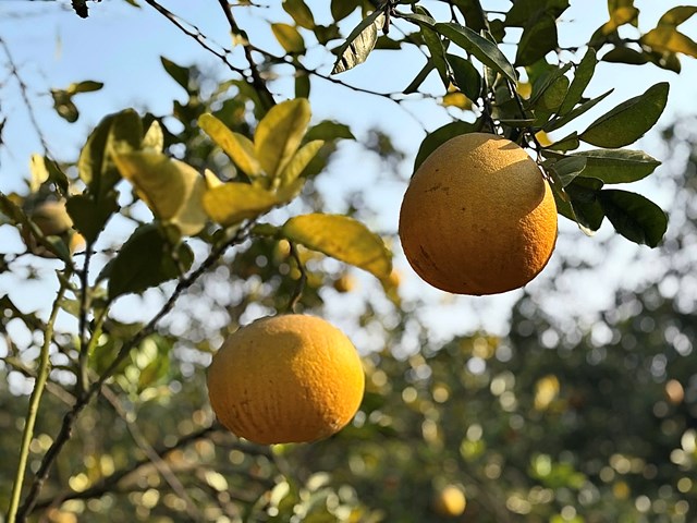 Tr&aacute;i bưởi Ph&uacute; Diễn chuẩn chỉ mang vẻ đẹp mộc mạc với lớp vỏ mỏng, căng b&oacute;ng v&agrave; sắc v&agrave;ng ấm &aacute;p &ndash; hiện th&acirc;n của sự vi&ecirc;n m&atilde;n v&agrave; đủ đầy tr&ecirc;n m&acirc;m ngũ quả ng&agrave;y Tết của người H&agrave; th&agrave;nh.