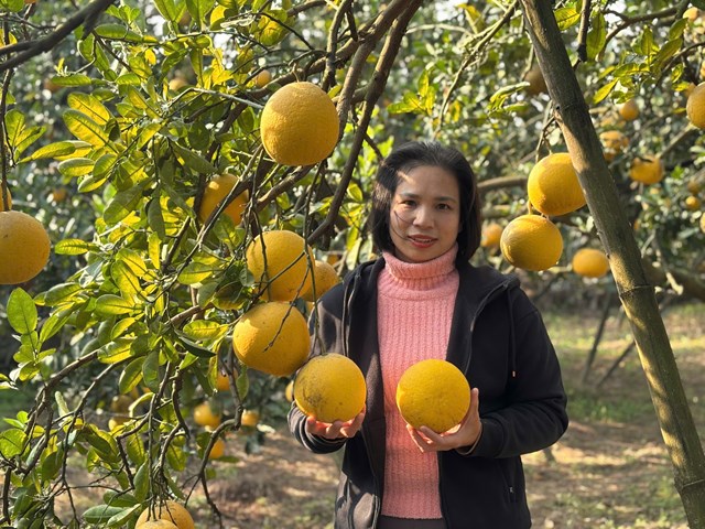 Chị Nguyễn Thị Thủy, chủ vườn bưởi Phi Thảo: Với những người n&ocirc;ng d&acirc;n phố thị, mỗi gốc bưởi kh&ocirc;ng chỉ l&agrave; gi&aacute; trị kinh tế m&agrave; c&ograve;n l&agrave; nhịp cầu nối giữ g&igrave;n hồn cốt của l&agrave;ng qu&ecirc; giữa l&agrave;n s&oacute;ng đ&ocirc; thị h&oacute;a.