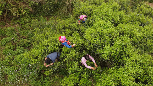 Thạch Cổ Tr&agrave; được lấy cảm hứng từ x&atilde; T&uacute;ng S&aacute;n, huyện Ho&agrave;ng Su Ph&igrave;, tỉnh H&agrave; Giang &nbsp;