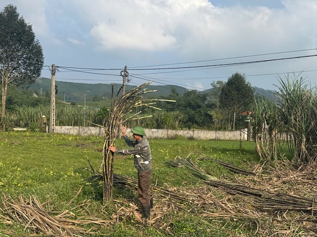 M&iacute;a sẽ được chặt chia th&agrave;nh từng b&oacute; nhỏ để dễ d&agrave;ng vận chuyển