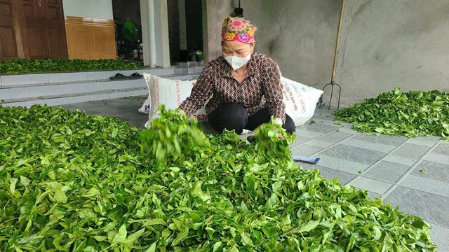 Ch&egrave; xanh khi c&aacute;c hộ d&acirc;n mang đế sẽ được mang ra rải cho kh&ocirc; hết nước