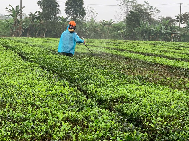 C&acirc;y ch&egrave; từ l&acirc;u đ&atilde; trở th&agrave;nh c&acirc;y trồng chủ lực, gắn b&oacute; mật thiết với đời sống của người d&acirc;n Sơn T&acirc;y, Sơn Kim 2.