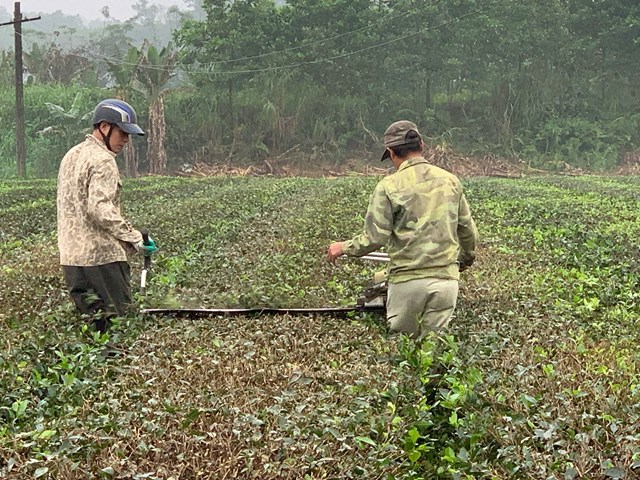 Những th&acirc;n ch&egrave; được cắt, tỉa thẳng tắp giống như một dải lụa k&eacute;o d&agrave;i