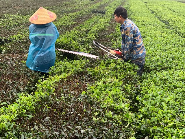Tr&ecirc;n c&aacute;c nương ch&egrave; xanh mướt, từng tốp người thoăn thoắt l&agrave;m việc, tiếng n&oacute;i cười xen lẫn kh&ocirc;ng kh&iacute; rộn r&agrave;ng của m&ugrave;a chăm s&oacute;c.