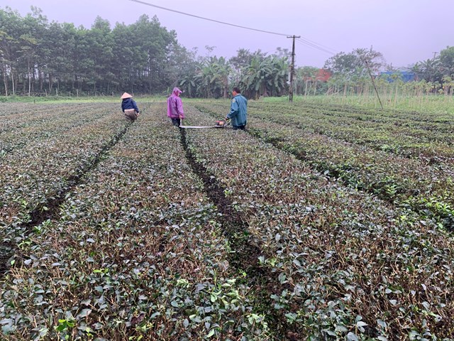 Thay áo mới cho cây chè vùng biên - Ảnh 1