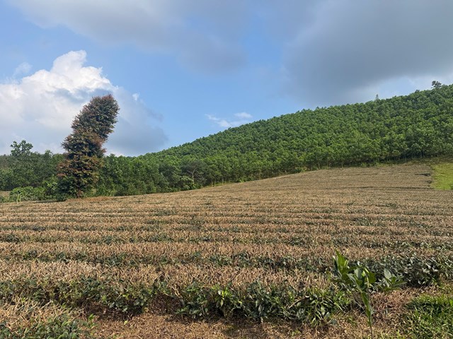 Thay v&igrave; m&agrave;u xanh mơn mởn như thường lệ, b&acirc;y giờ ch&egrave; đ&atilde; được thay lại một m&agrave;u &aacute;o mới cũng kh&ocirc;ng k&eacute;m phần cuốn h&uacute;t