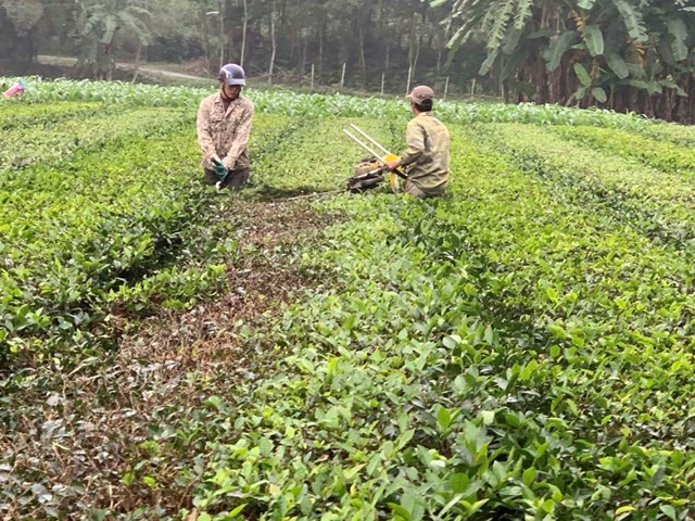 Việc chủ động chăm s&oacute;c, đầu tư ngay từ đầu vụ kh&ocirc;ng chỉ gi&uacute;p c&acirc;y ch&egrave; &ldquo;thay &aacute;o mới&rdquo; m&agrave; c&ograve;n g&oacute;p phần n&acirc;ng cao hiệu quả kinh tế, ổn định sinh kế cho người d&acirc;n v&ugrave;ng thượng.