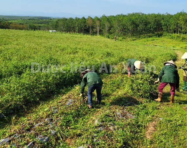 C&ocirc;ng nh&acirc;n đang thu h&aacute;i c&agrave; gai leo