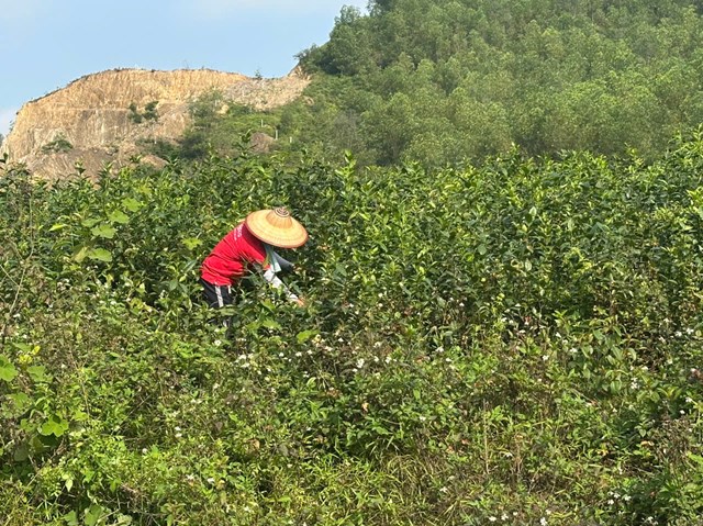 D&ugrave; diện t&iacute;ch kh&ocirc;ng lớn nhưng vườn ch&egrave; của anh Dũng vẫn cho thu h&aacute;i quanh năm