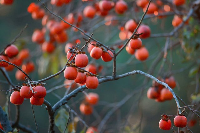 Những quả hồng ch&iacute;n đỏ rực tạo n&ecirc;n một bức tranh tuyệt đẹp