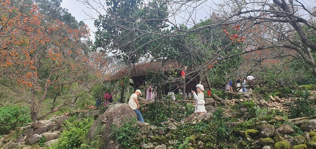 Du kh&aacute;ch từ khắp nơi đổ về đ&acirc;y tham quan, chụp ảnh, nh&igrave;n những quả hồng sai trĩu quả