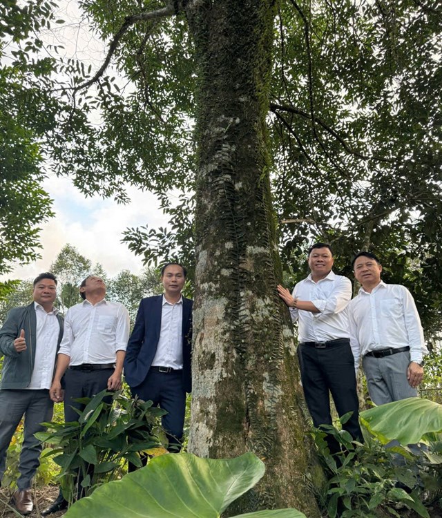 C&acirc;y d&oacute; bầu hơn 100 năm tuổi&nbsp;