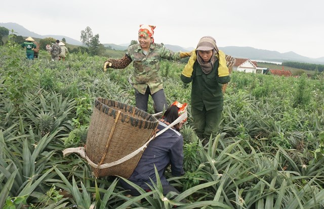 H&agrave; Tĩnh hướng tới ph&aacute;t triển trung t&acirc;m c&acirc;y ăn quả xuất khẩu Bắc Trung Bộ