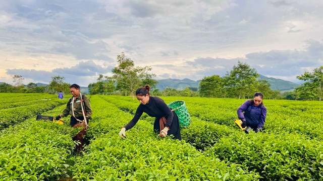 Năm nay thời tiết thuận lợi ch&egrave; cho thu hoạch sớm hơn mọi năm
