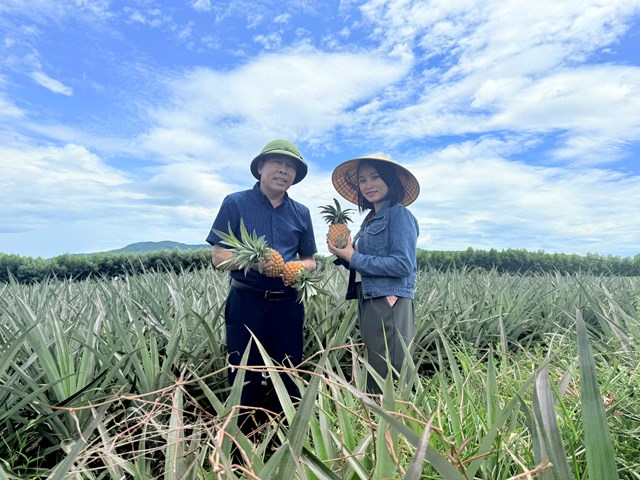 C&acirc;y dứa ph&ugrave; hợp với đất đai v&agrave; kh&iacute; hậu H&agrave; Tĩnh